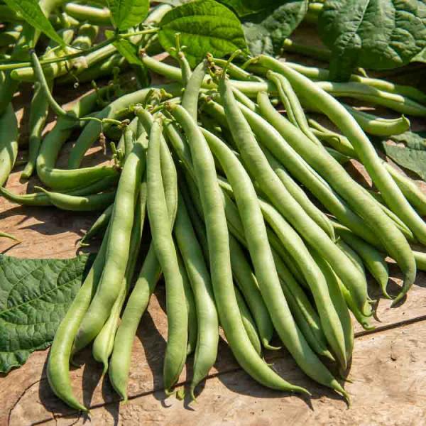 Légumes Secs - Haricot Nain Vert Maxi - 10 m - BIO - face recto